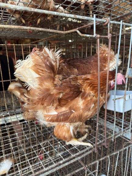 3 Rhode Island Red Hens