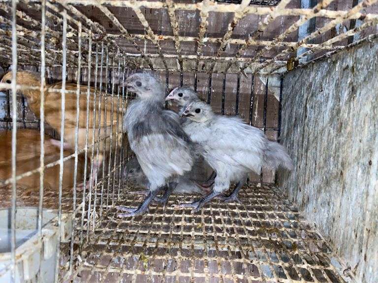 5 Lavender Orpington Pullets