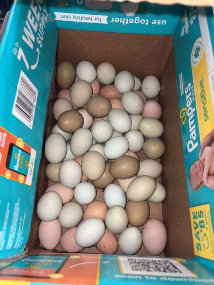 5 Doz Large/XL Mixed Eating Eggs