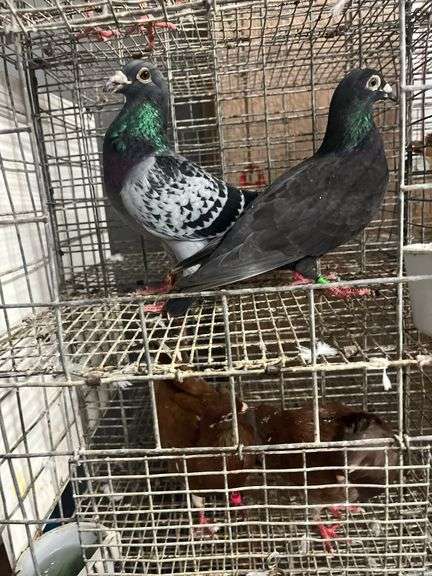 Pair Homing Pigeons