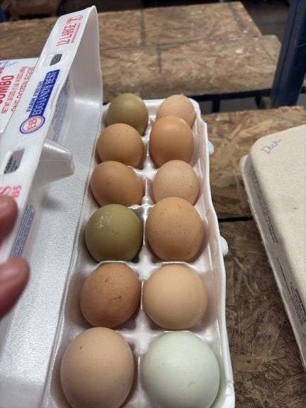 2 Doz Large Mixed Eating Eggs