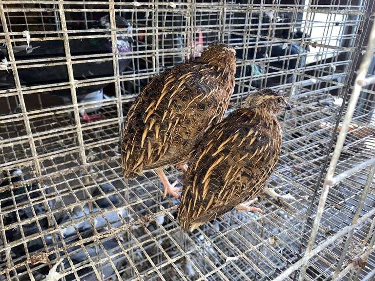 3 Jumbo Wilds Quail - 8wks Old