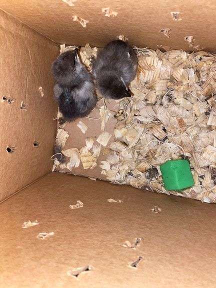2 Barnyard Mix Chicks - 4 Days Old