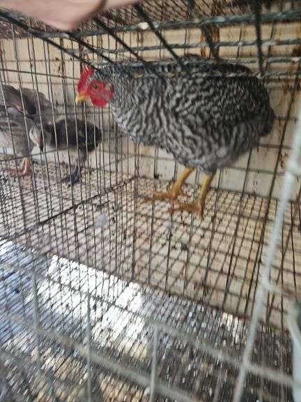 Barred Rock Rooster