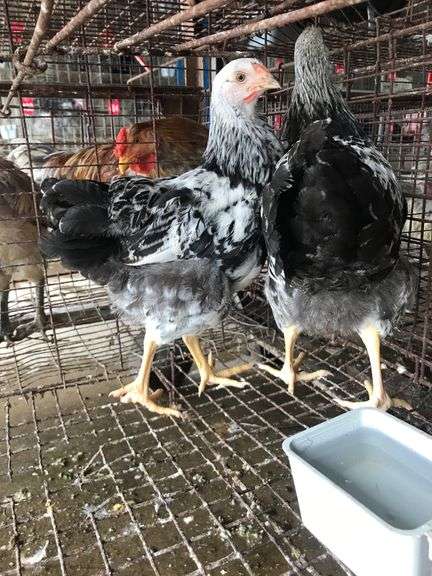 2 Silver Laced Pullets