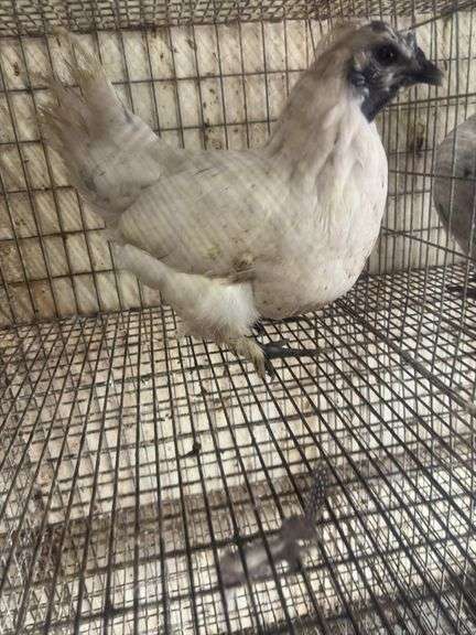 Silkie x Polish Hen - 1 Yr Old