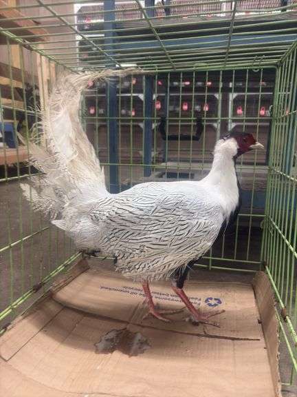 Male Silver Pheasant w/ Cage