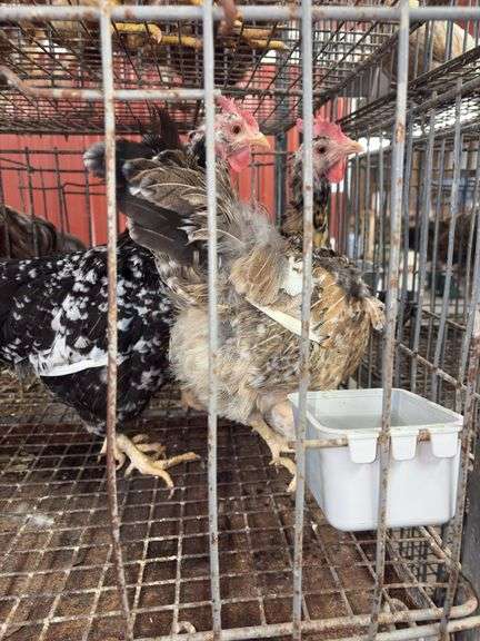 3 Swedish Flower Hens