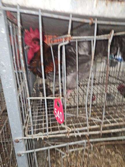 Blue Copper Maran Rooster