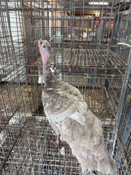 Proven Blue Slate Turkey Hen