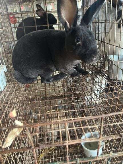 Rex Doe - 14wks Old