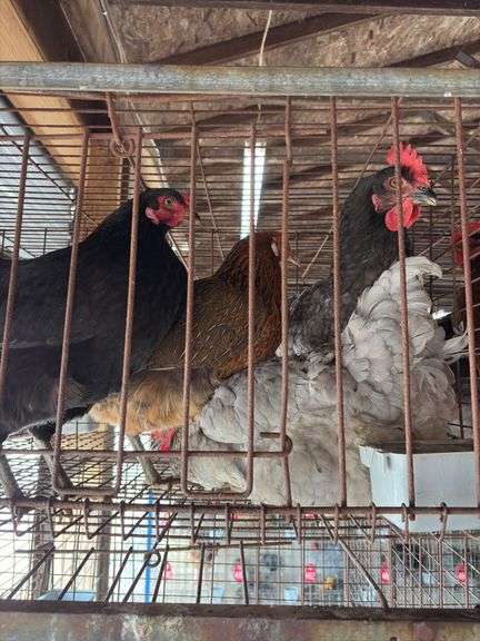4 Easter Egger Australorp Hens - 2.5yrs Old