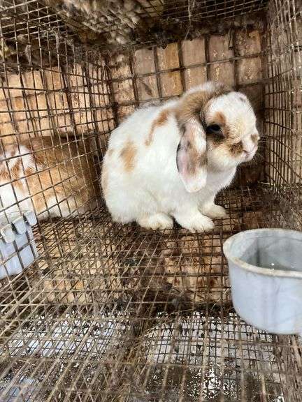 Holland Lop Buck