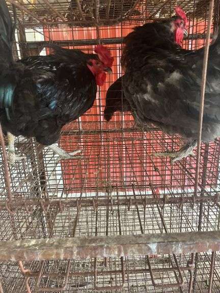 2 Maran Cross Roosters