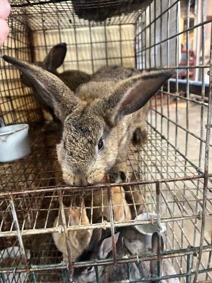 2 Flemish Gaint Bunnies