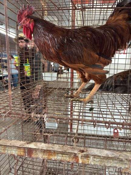 Rhode Island Red Rooster - Mean