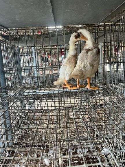 2 Indian Runner Ducks