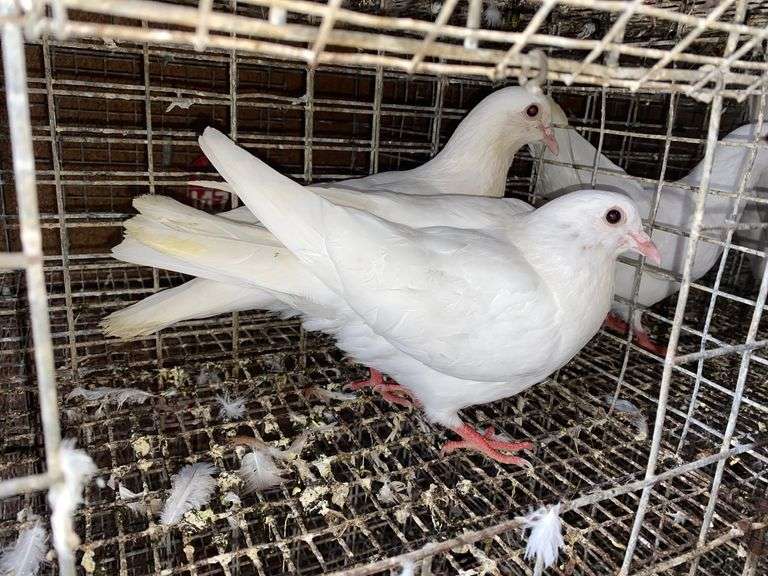 2 White Pigeons