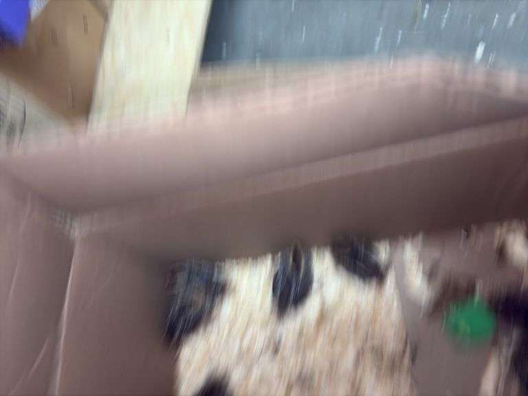 10 Bobwhite Quail - 2 Wks Old w/ Permit