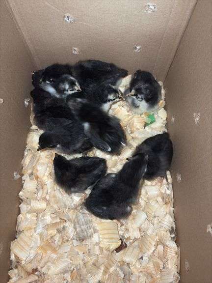 10 Black Australorp Pullets