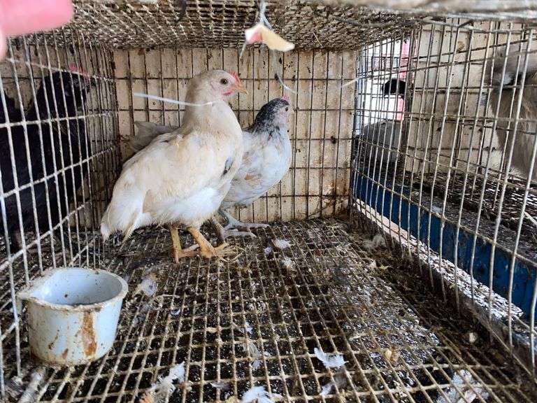 2 Light Brahma Mix Pullets - 7 Wks Old