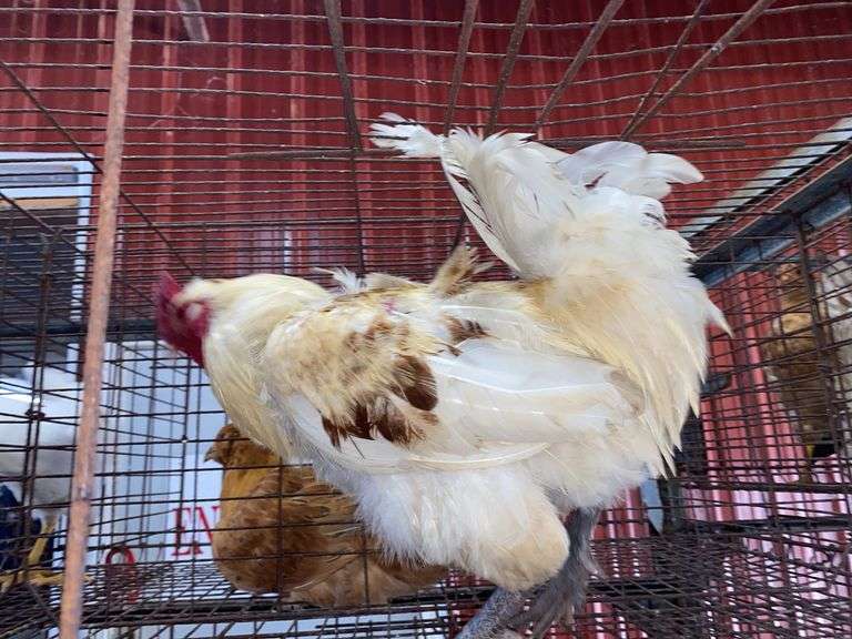 American Bresse Rooster - 1 Yr Old