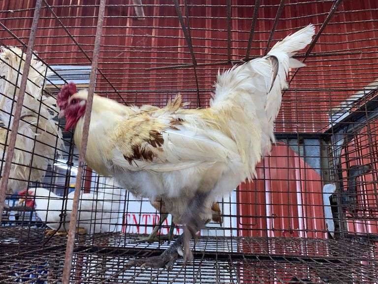 American Bresse Rooster - 1 Yr Old