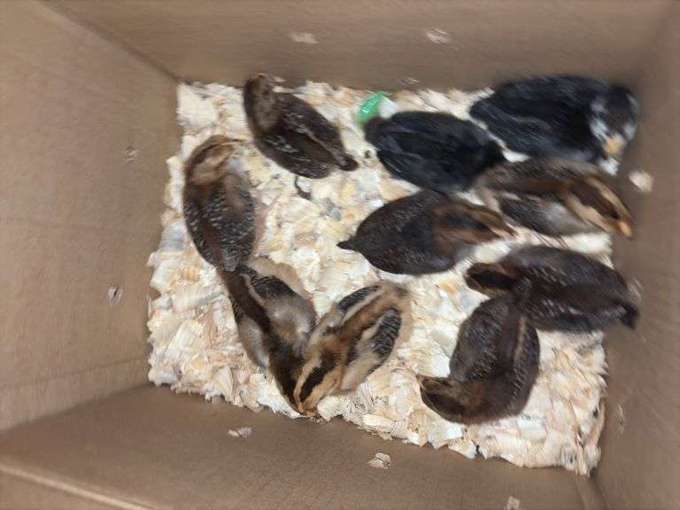 10 Oliver Egger & Wyandotte Pullets