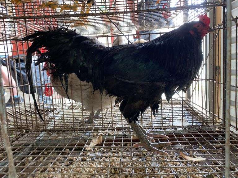 Ameraucana Rooster