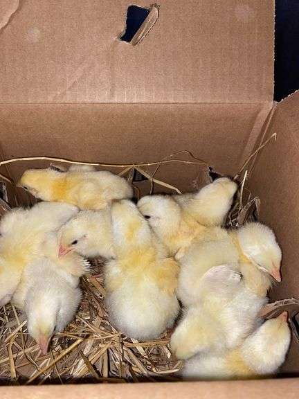 10 Cornish Cross Chicks