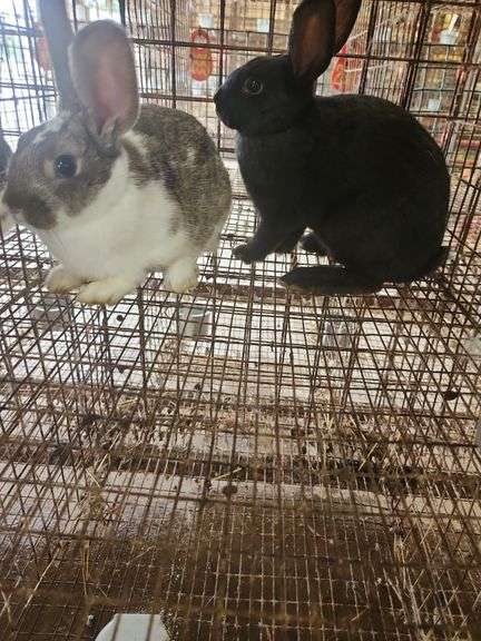 2 Rabbits