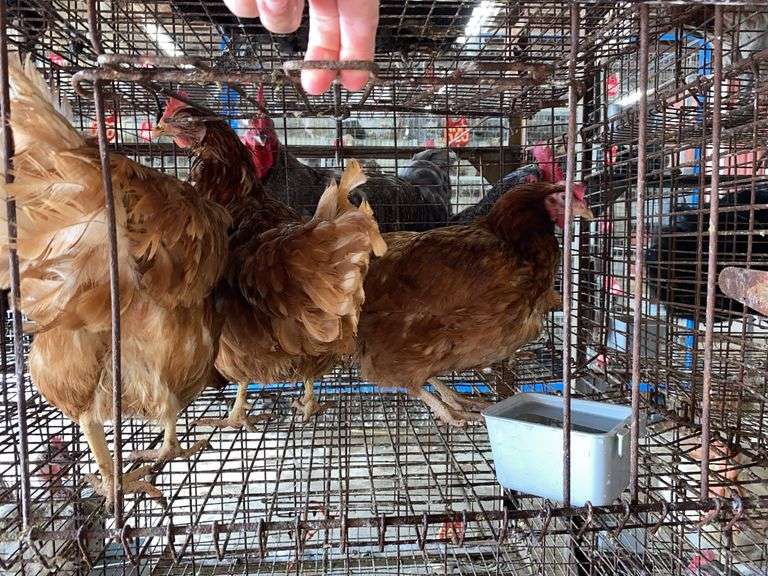3 Isa Brown Hens