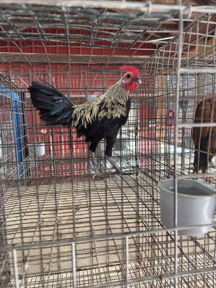 Modern Game Rooster