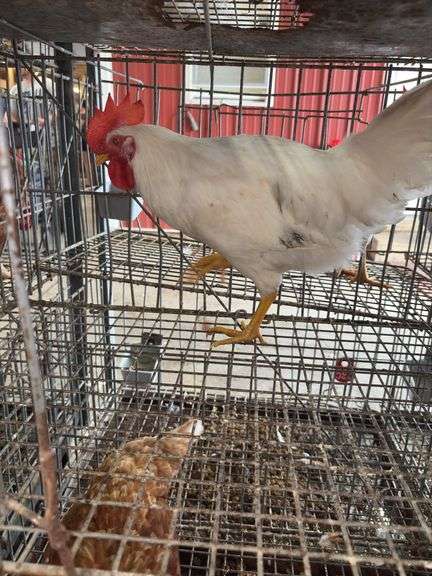 1 White Leghorn Mix Rooster - 3 Months Old