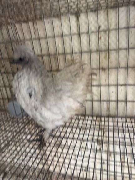 3 Mille Fluer D'uccle Pullets - 3 Months Old
