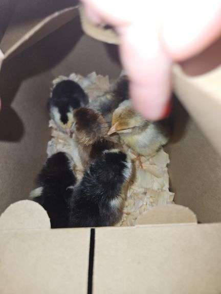 6 Swedish Chicks