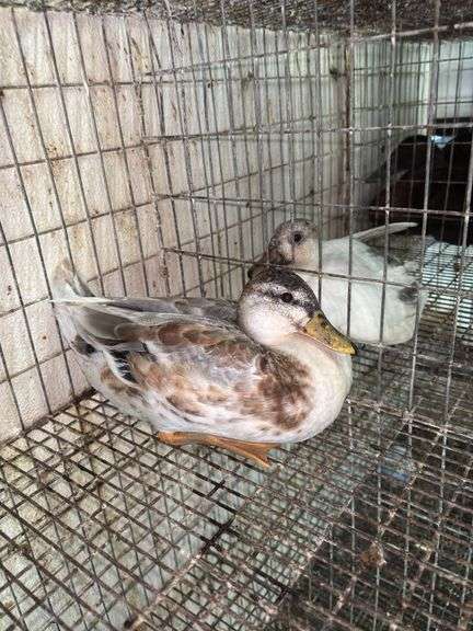 Young Call Duck