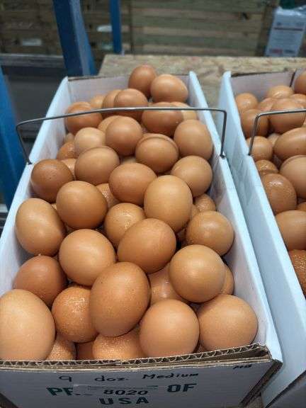 9 Doz Med Brown Eating Eggs