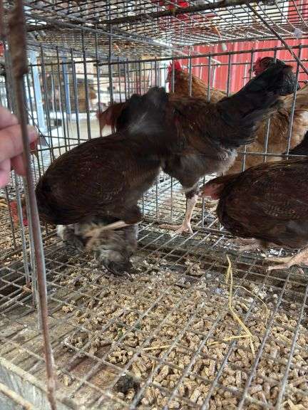 4 Barnyard Mix Roosters