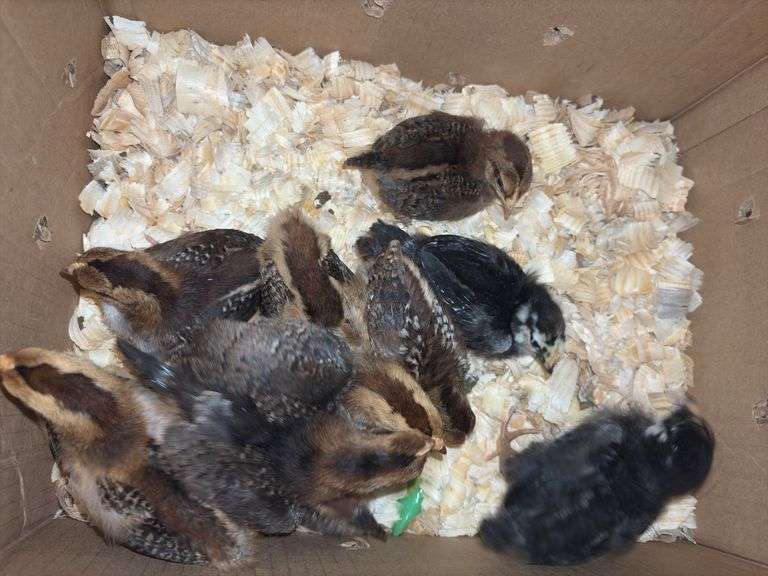 10 Oliver Egger & Wyandotte Pullets