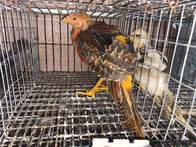 Male Red Golden Pheasant