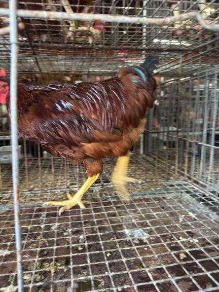 Rhode Island Red Rooster