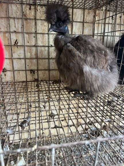 Partridge Show Girl Laying Hen - 6 Months Old