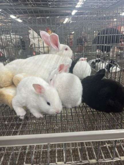 New Zealand Doe w/ 6 Bunnies - Selling As A Family