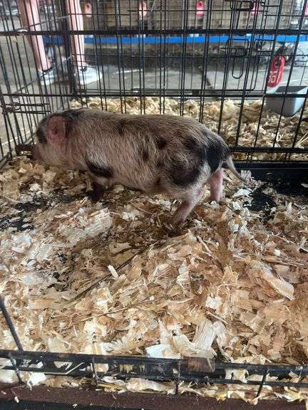 Gilt Mini Pot Belly Pig - 6 Wks Old