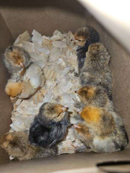 9 Mille Fluer Cross Chicks