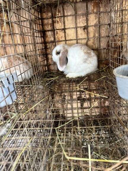 Holland Lop Bunny