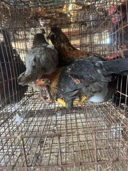2 Young Barnyard Mix Chickens
