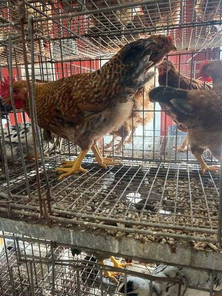 3 Roosters - 2 Bielefelder & 1 Ameraucana Mix