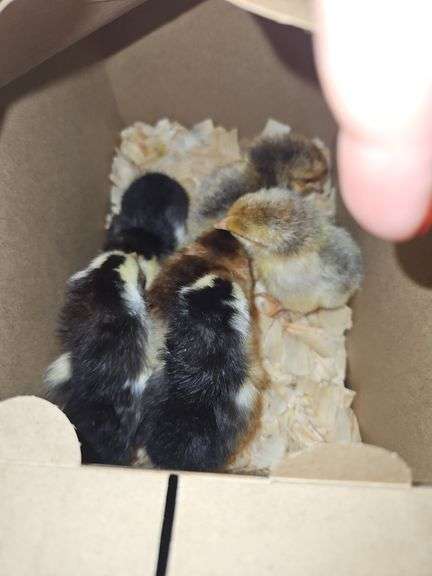 6 Swedish Chicks